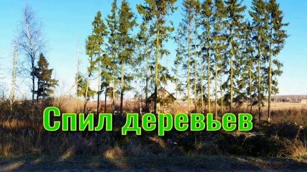 Спил деревьев смотреть онлайн