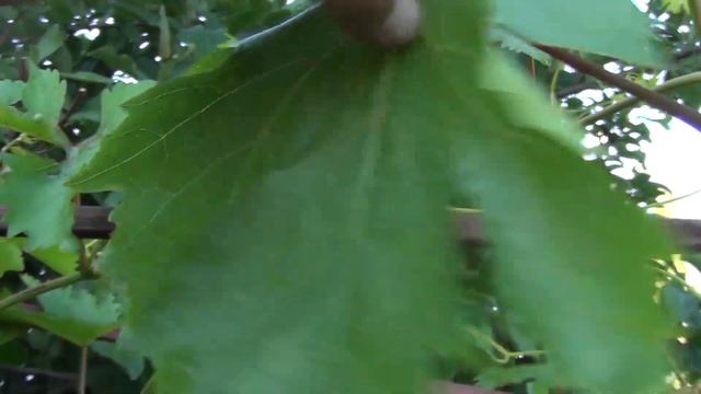 ОБРЕЗКА ВИНОГРАДА ЛЕТОМ. ДЛЯ ЧЕГО и КАК делать ЧЕКАНКУ смотреть онлайн