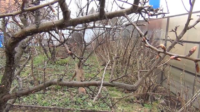 КАК ОБРЕЗАТЬ ГРУШУ и СБЕРЕЧЬ ПЛОДЫ АВГУСТА. ч.2 Весенняя обрезка сада смотреть онлайн