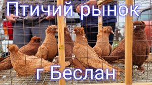 Голуби цены Птичий рынок г Беслан