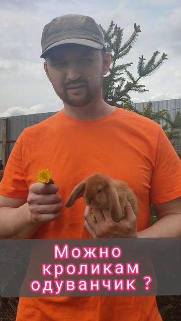 Можно кроликам одуванчик?❤️ смотреть онлайн