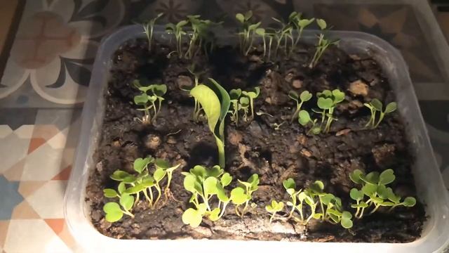Рукола и нежданный гость. 24 часа из жизни домашней грядки. смотреть онлайн