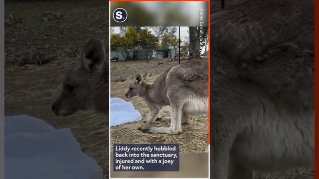Kangaroo Joey With Injured Tail Reunited With Mother смотреть онлайн