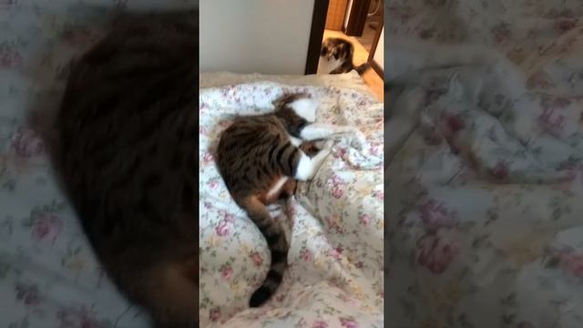 Басюша играет с ногами. смотреть онлайн