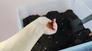 Лилии. Как сохранить луковицы до посадки.