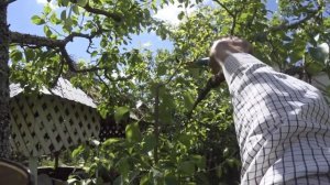 ОМОЛАЖИВАЮЩАЯ ОБРЕЗКА ГРУШИ ЛЕТОМ. Шаг 2 ой, через год