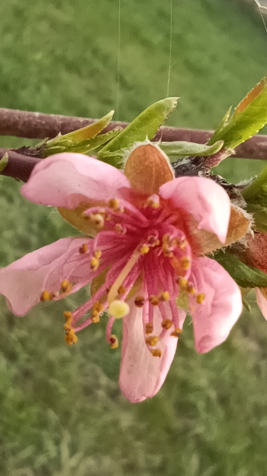 Первое цветение персика! 30.03.2025г.#весна#Кубань#сад