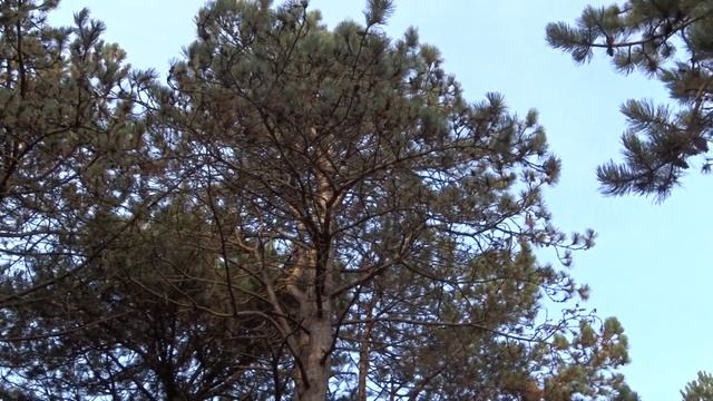 Parrot Crossbill soundrecording only Grote kruisbek geluidsopname Ganzenhoek The Netherlands смотреть онлайн