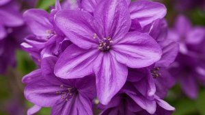 НАРОДНЫЕ МЕТОДЫ ЛЕЧЕНИЯ ГИГРОМЫ.