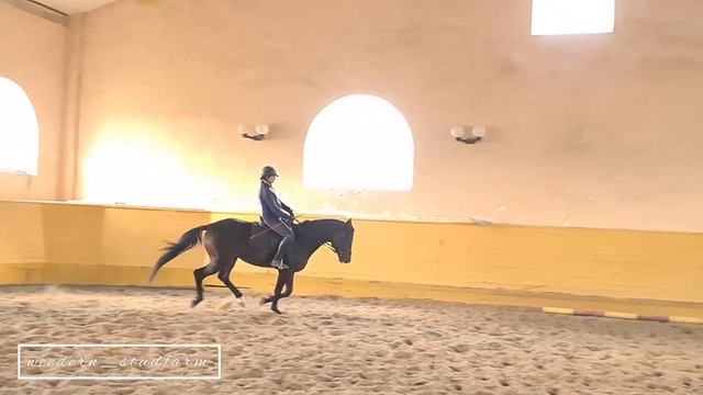 Мерин ДРЕЙФ WD, 2019 г.р. смотреть онлайн