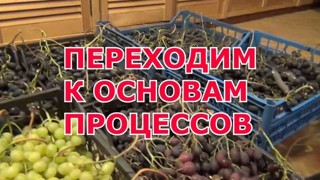 ч 1. ВИНО ИЗ ВИНОГРАДА дома. ВАРИАНТЫ. ВИНОТВОРЕНИЕ смотреть онлайн