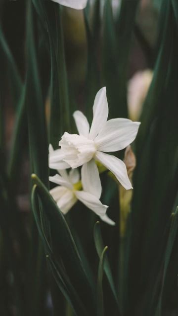 All the daffodils blooming in the garden today 🌱🌞 #garden #flowers #nature #spring #shorts #short смотреть онлайн