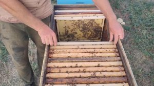 ЛЕЖАК НА 28 р ЭТО РЕАЛЬНО СКОЛЬКО МЁДА отбор медовых рамок КАК ПОСТАВИТЬ РАМКИ ПОСЛЕ ОТКАЧКИ ✅☝️🐝
