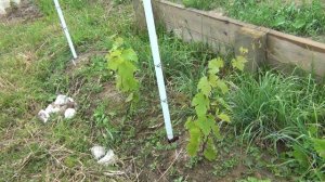 3 серия. Пино Нуары на берегах Нары. В гостях у Димы.