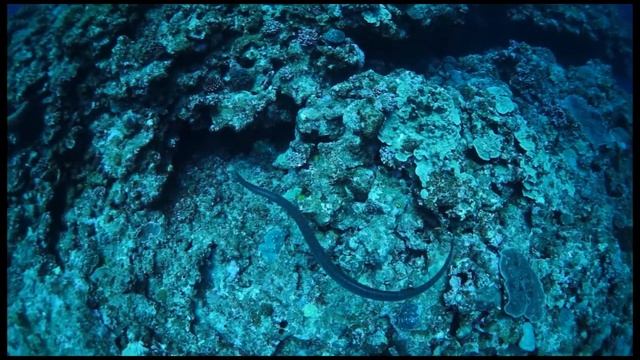 エラブウミヘビ（永良部海蛇） смотреть онлайн