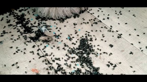 Нашествие мух в деревне