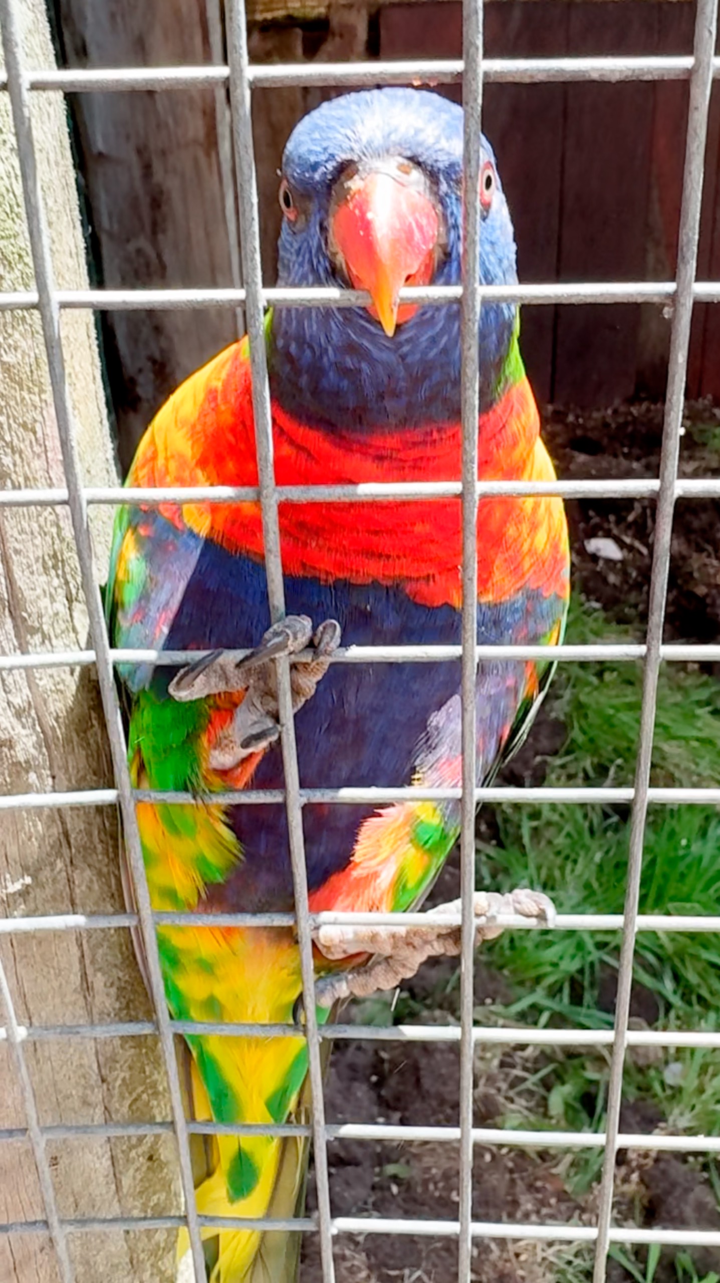 Кеша Красивый Кеша Умный #ЮАР смотреть онлайн