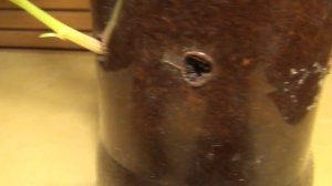 Саженец из нижней почки. Аномалия или бонус?