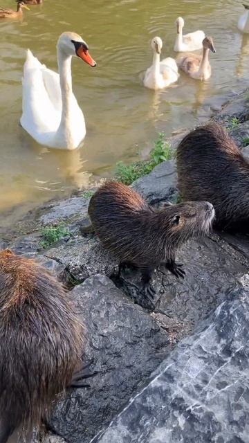 Three #nutria just hanging out смотреть онлайн