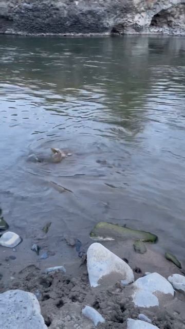 Mongolian lenok fish | fall fishing смотреть онлайн