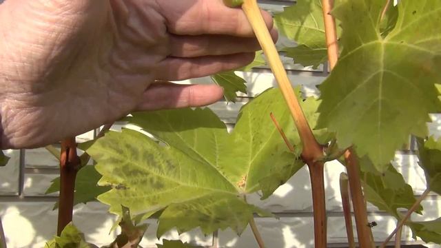 ч.1. ЧаВо: ОБРЕЗКА ВИНОГРАДА, когда НЕДОЗРЕЛА ЛОЗА и не опал лист. ЧАСТЫЕ ВОПРОСЫ. 1-я серия: смотреть онлайн