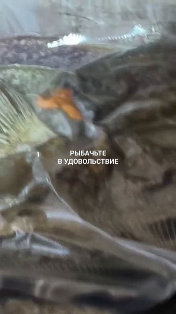 Вакумирую ёрш в Питер. смотреть онлайн