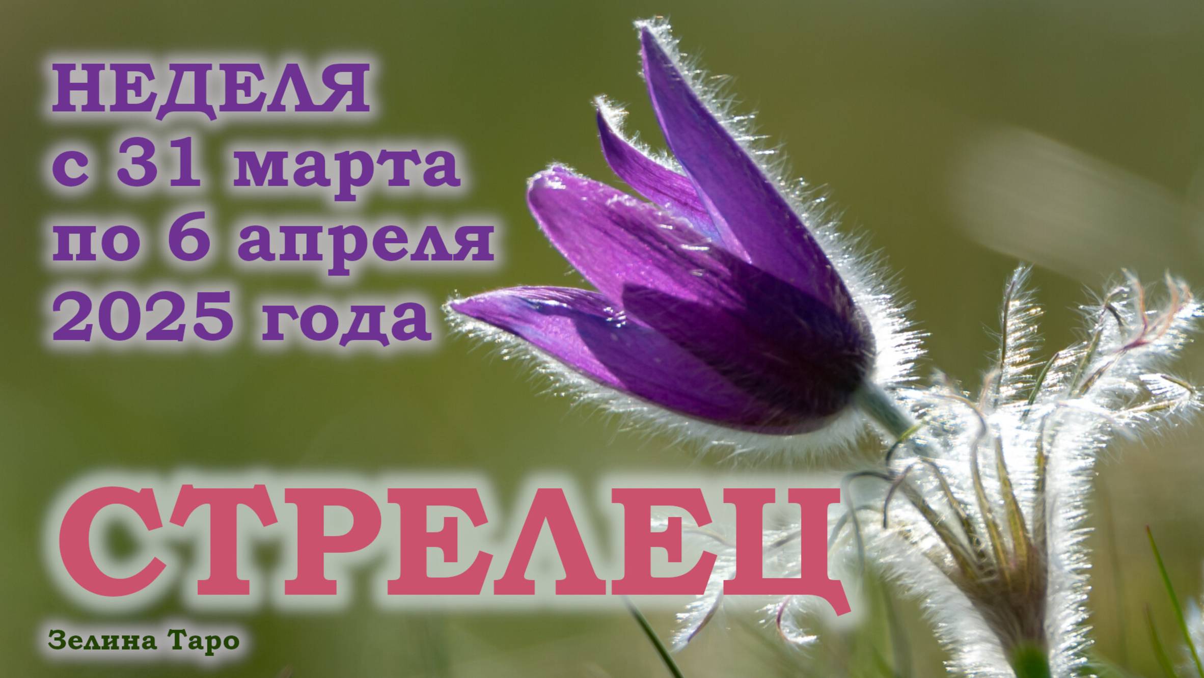 СТРЕЛЕЦ | ТАРО прогноз на неделю с 31 марта по 6 апреля 2025 года