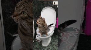 Писает кот на унитазе. Утро начинается так: очередь в туалет) #котписаетвунитаз #рекомендации #умны