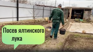 Посев семян на рассаду. Ялтинский лук