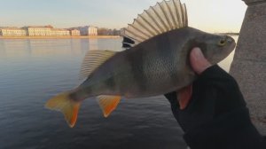 Микроджиг на Неве , окунь не дает покоя😎 #спиннинг