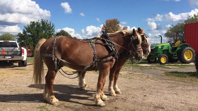 Crowleyshorses.com Presents Mac and Snake -Draft team ground drive video смотреть онлайн