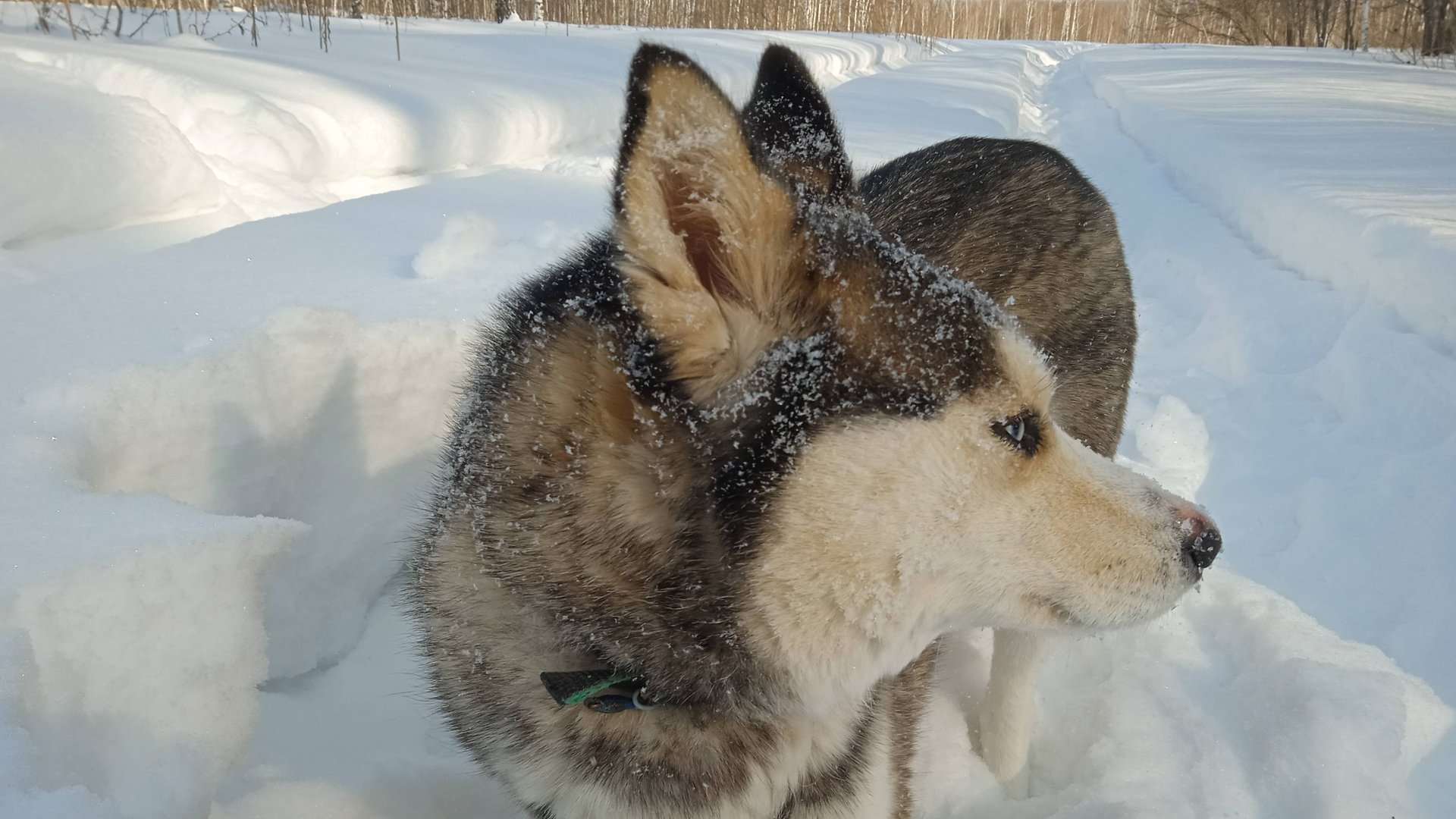 В лесу нарвались на стаю бродячих собак смотреть онлайн