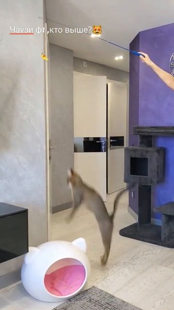 Как прыгают чаузи ф1 смотреть онлайн