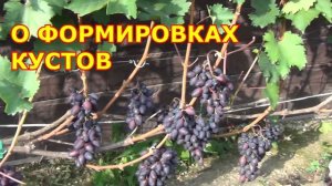 ч.2. Добрые советы начинающим виноградарям.2 я серия