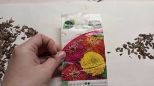 Как собрать семена с циний+бонус