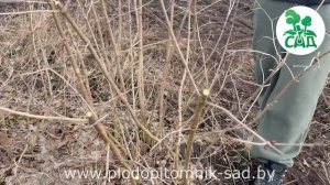 Калина красная. Обрезка и формировка весной.