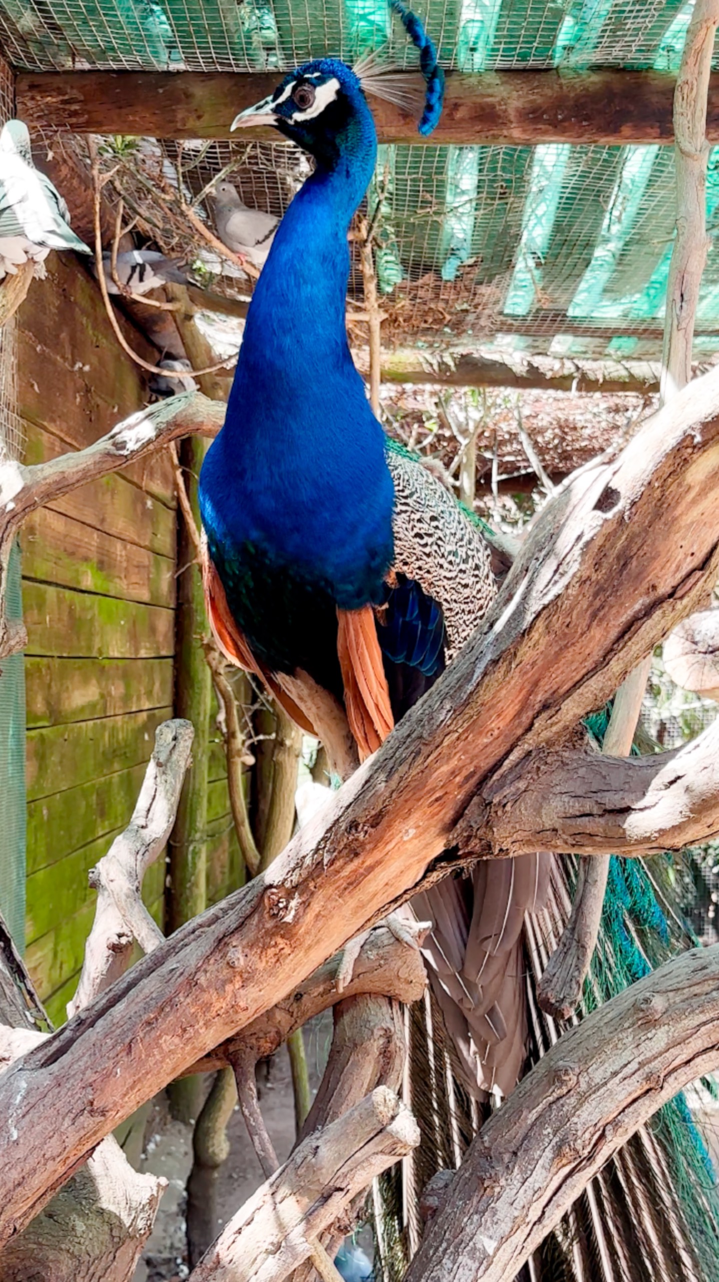 Павлин #ЮАР смотреть онлайн