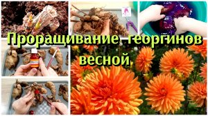 ПРОРАЩИВАНИЕ ГЕОРГИНОВ ВЕСНОЙ// ДЕЛЕНИЕ КЛУБНЕЙ ГЕОРГИНОВ
