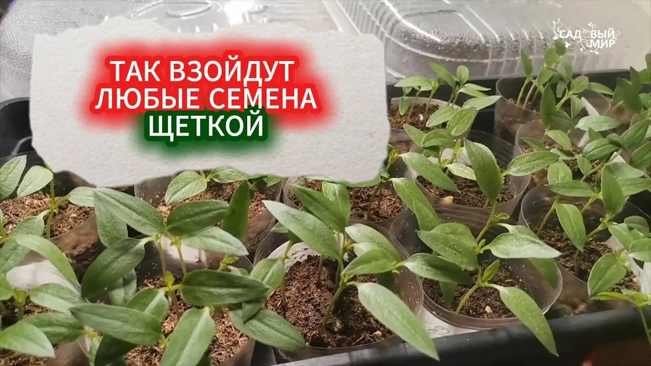 ЧТОБЫ СЕМЕНА БЫСТРЕЕ ВЗОШЛИ - В ЧЕМ ЗАМОЧИТЬ! КАК ПОВЫСИТЬ ВСХОЖЕСТЬ СЕМЯН ПЕРЕД ПОСЕВОМ смотреть онлайн
