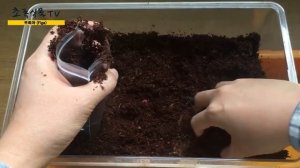 Как вырастить инжир из черенка