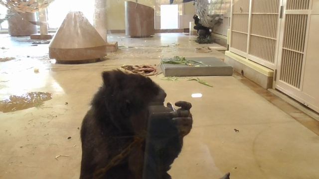 Annie Chasing After Nene. Shabani, Gorilla, Silver Back.