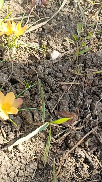 Весна. 🌱 Крокусы смотреть онлайн