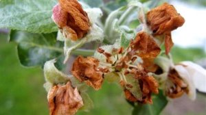 2-я серия. ПРЕПАРАТЫ ЗАЩИТЫ  ОТ ВРЕДИТЕЛЕЙ.  Что купить на сезон