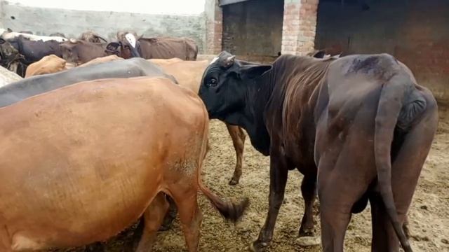 dangerous Bulls cow meeting | cow crossing | animal mating смотреть онлайн