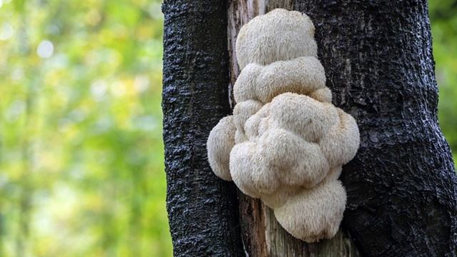 Буст когнитивных функций