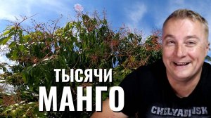 Тысячи манго - урожай сказка!