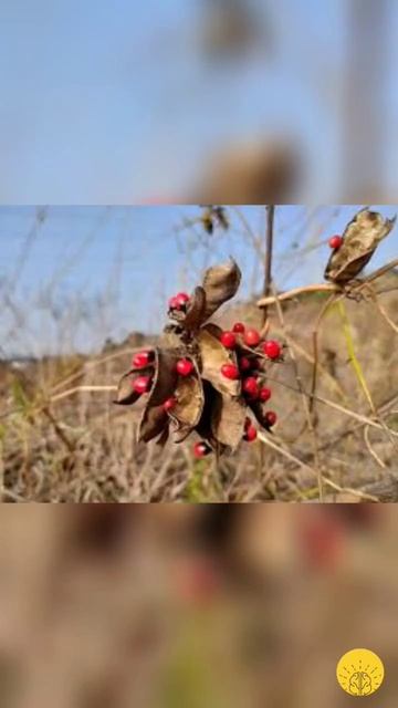 Uma das plantas mais venenosas do mundo("Abrus pracatorius, a ervilha do rosário")#plantas #venenos смотреть онлайн