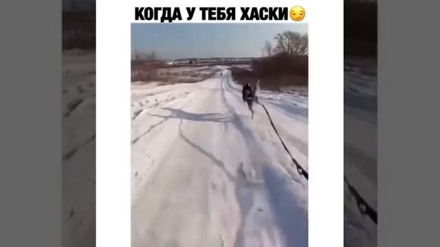 Когда у тебя хаски смотреть онлайн