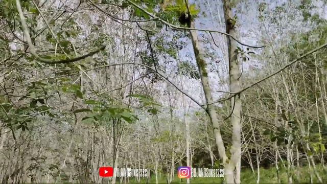 BERBURU TANDUK RUSA PESANAN SAUDARA BUJANG YANG DISANA - TANAMAN HIAS KALIMANTAN смотреть онлайн