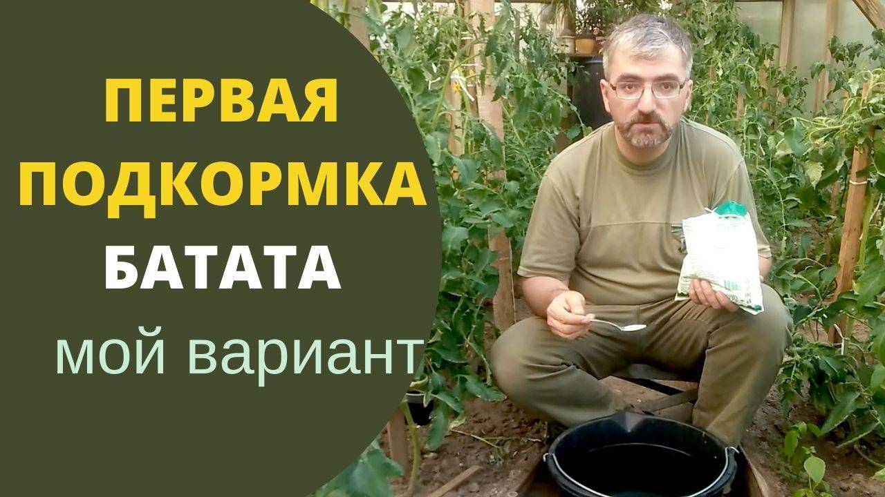 Первая подкормка батата